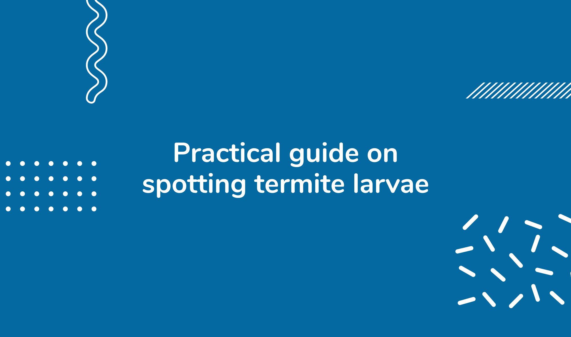 Practical guide on spotting termite larvae