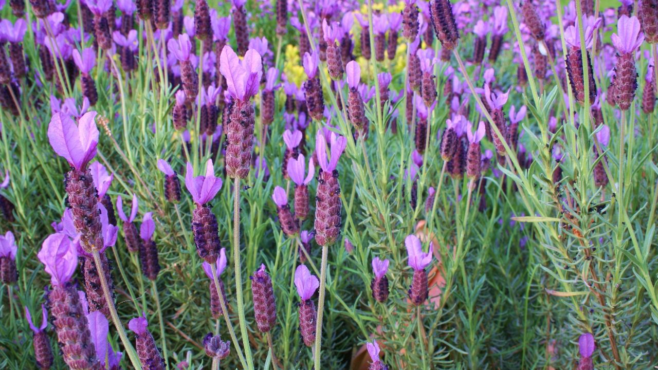 The Ultimate Guide to Growing Spanish Lavender