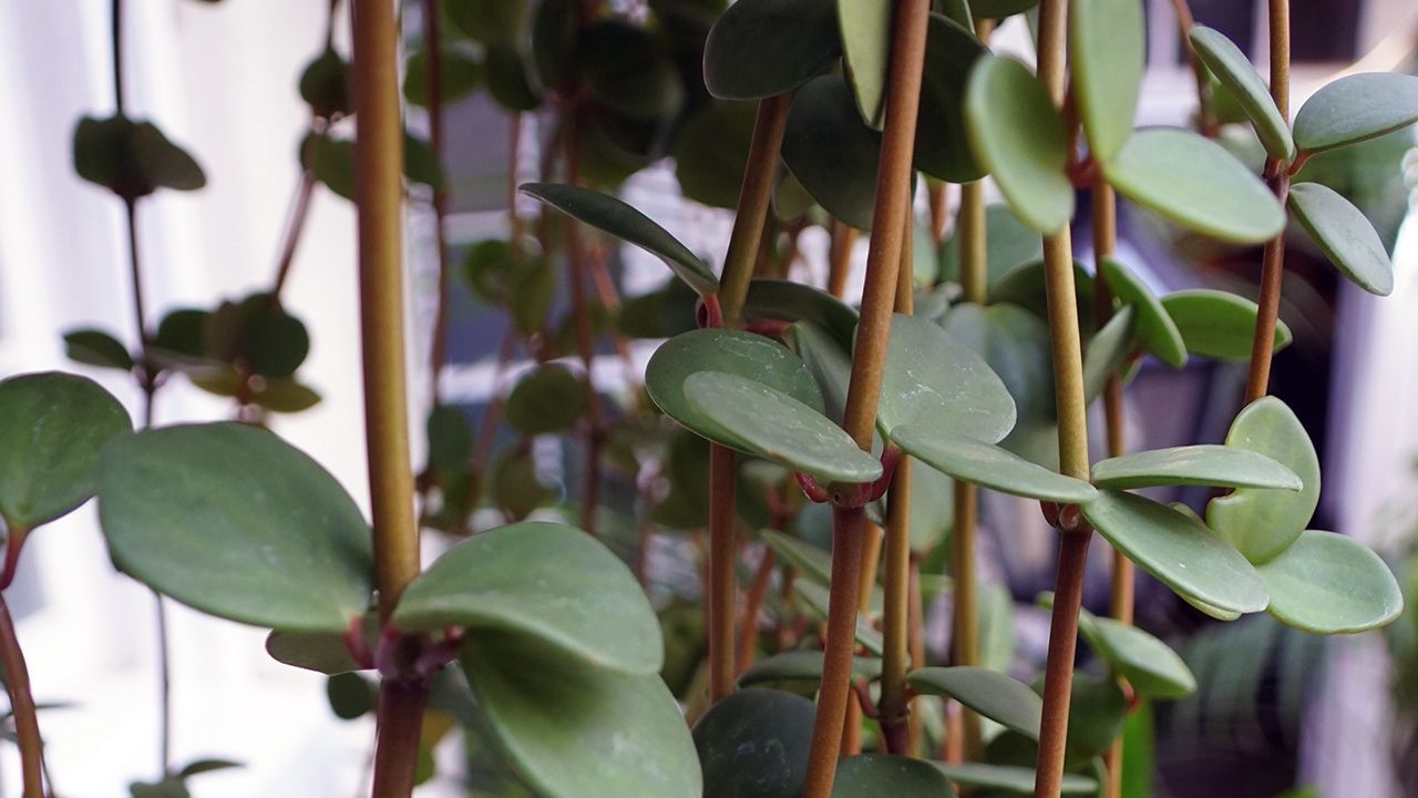how-to-care-for-peperomia-hope