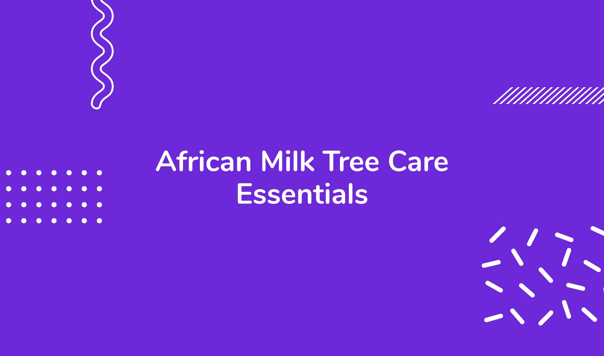 African Milk Tree Care Essentials