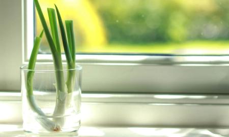6 Produce Scraps You Can Regrow