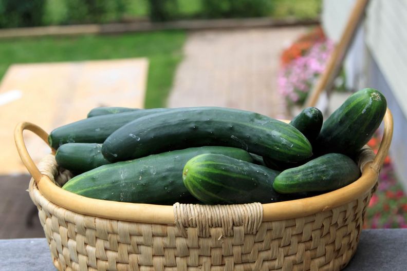 Comment bien conserver ses concombres ?