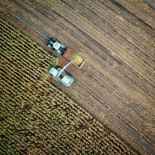 an aerial view of a combine harvester harvesting corn in a field .