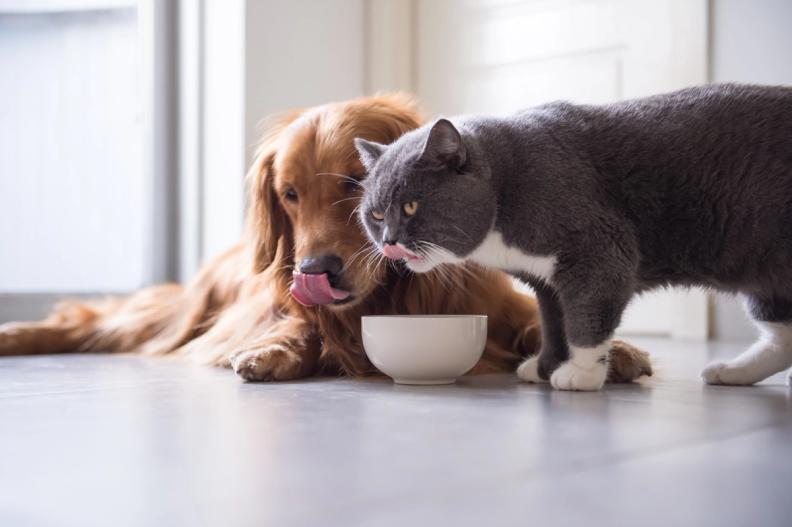 Golden retriever and grey cat licking a white bowl on the floor.