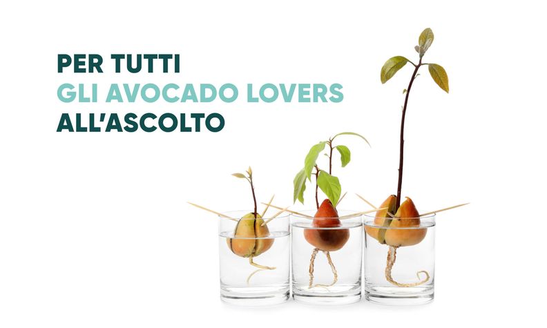 COME COLTIVARE L'AVOCADO IN CASA
