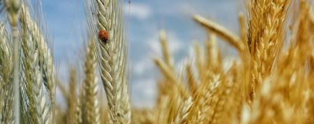 Die 6 besten Dokus rund um Lebensmittel