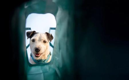 A happy white and black terrier dog peers out from a dark green tunnel.