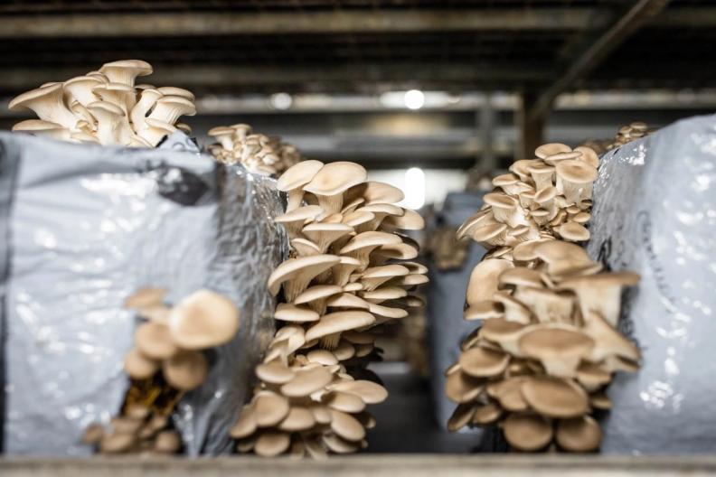 Afhalen bij de kweker: overtollige oesterzwammen vinden weg naar de consument