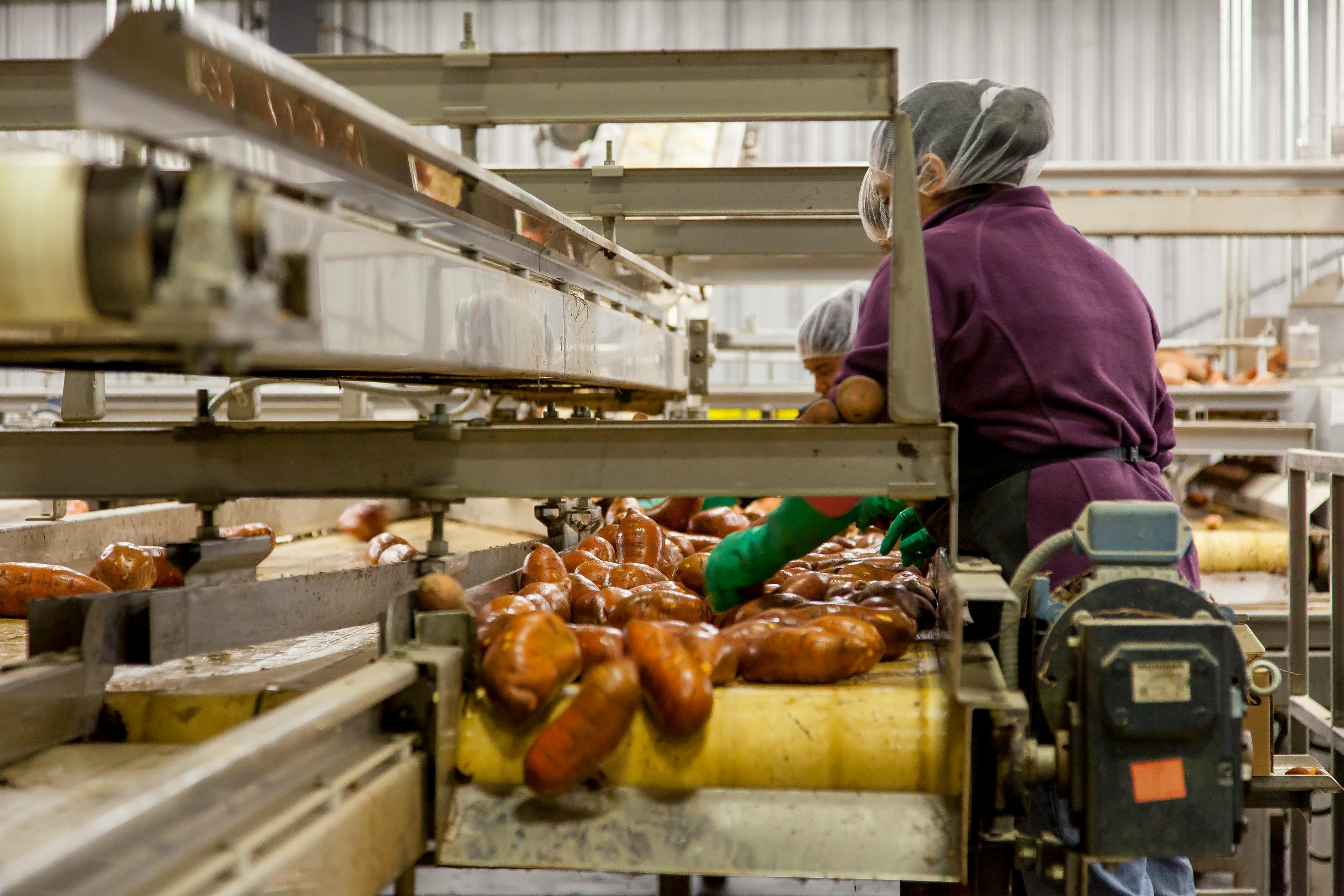 a woman is working on a conveyor belt in a factory .