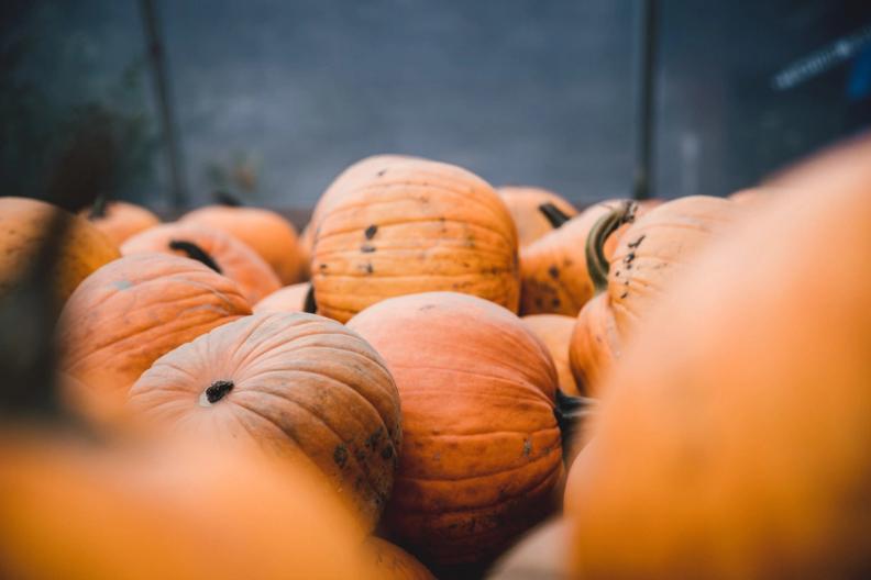 Don’t Throw Out Your Halloween Pumpkin!