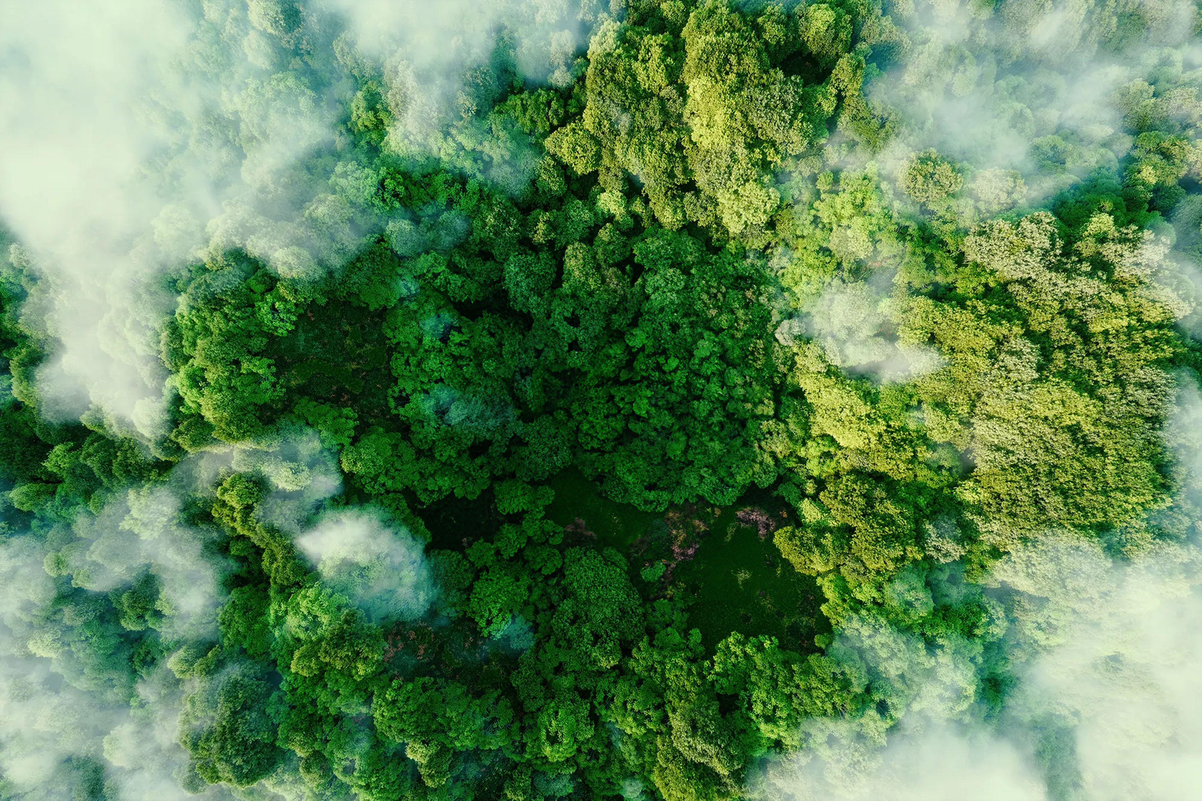 an aerial view of a lush green forest surrounded by clouds .