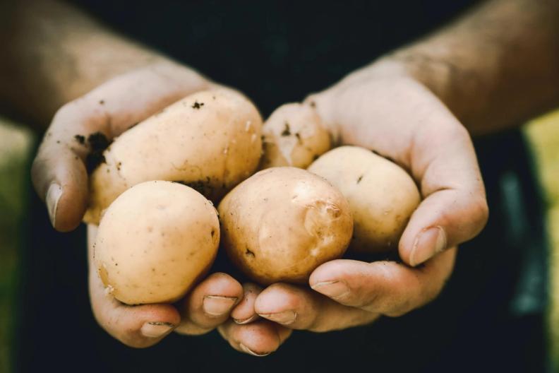 Comment bien conserver les pommes de terre ?