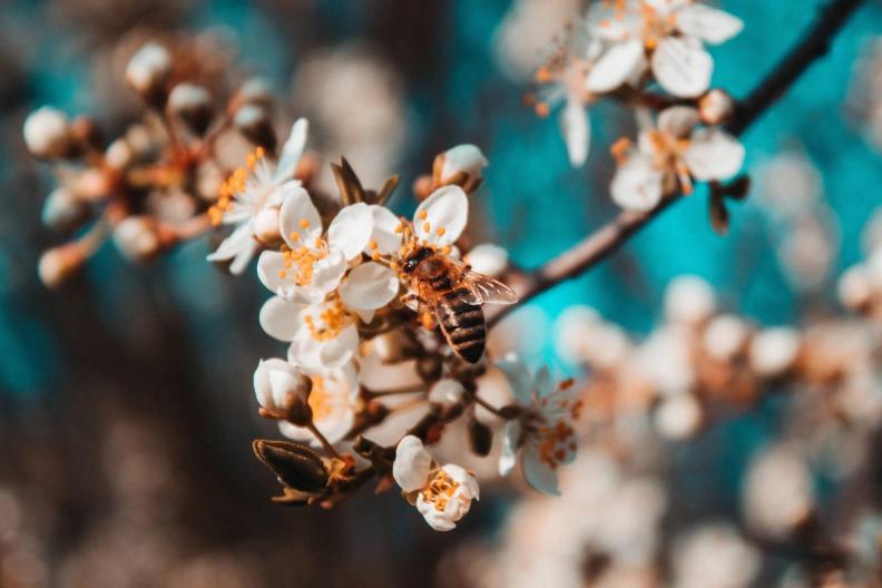 Pourquoi les abeilles sont indispensables à notre alimentation ?