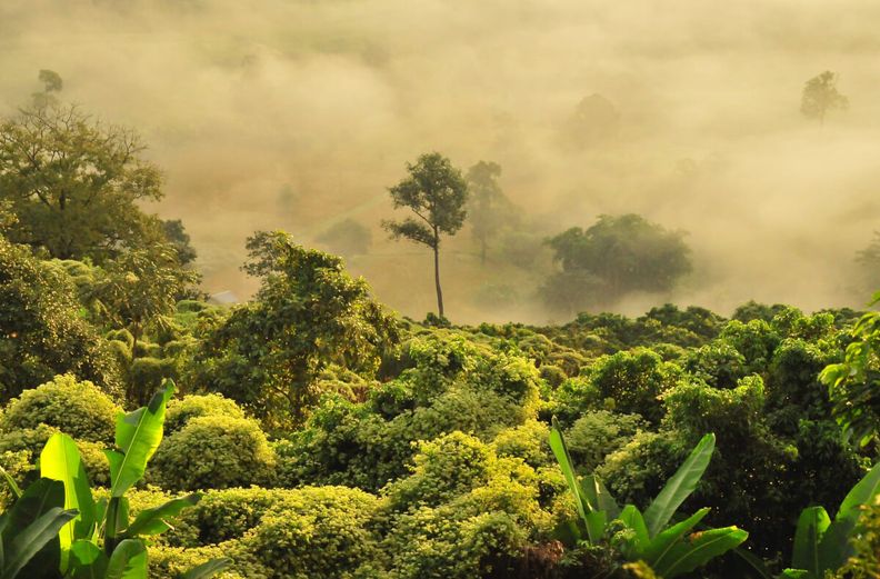 Aidons la forêt amazonienne !