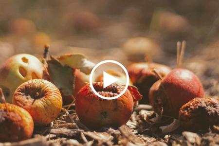 6 Documentales sobre desperdicio de alimentos 🎥