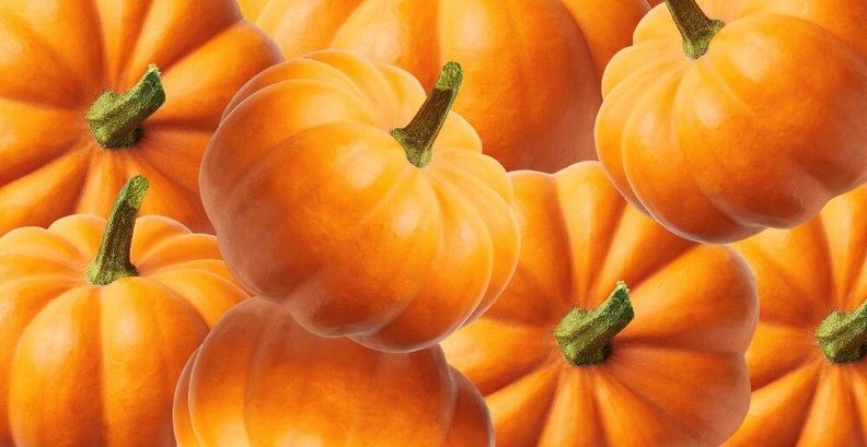 Lebensmittel wertschätzen: Der Kürbis