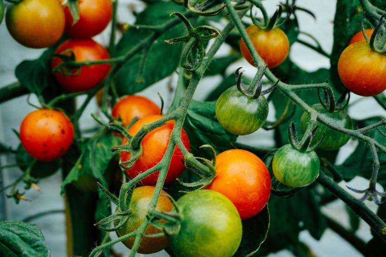 Comment conserver les tomates ?