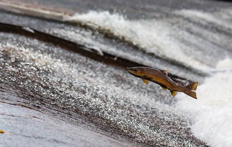 Quelle est l'empreinte carbone du saumon ?