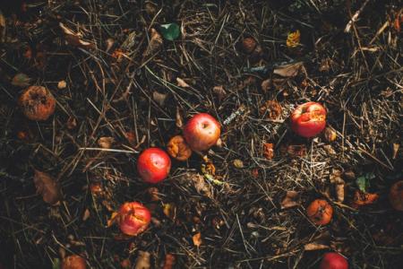 Comment recycler les déchets alimentaires ?