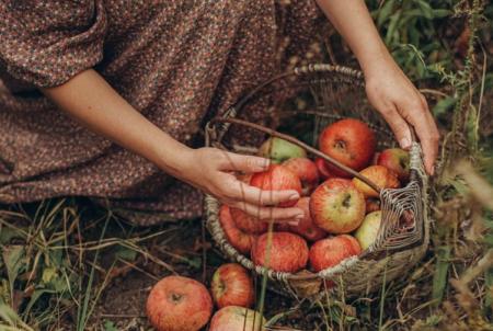 Comment conserver les pommes ?