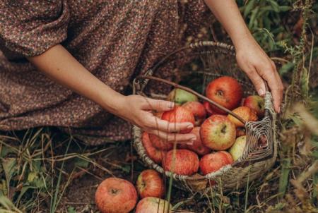 Comment conserver les pommes ?