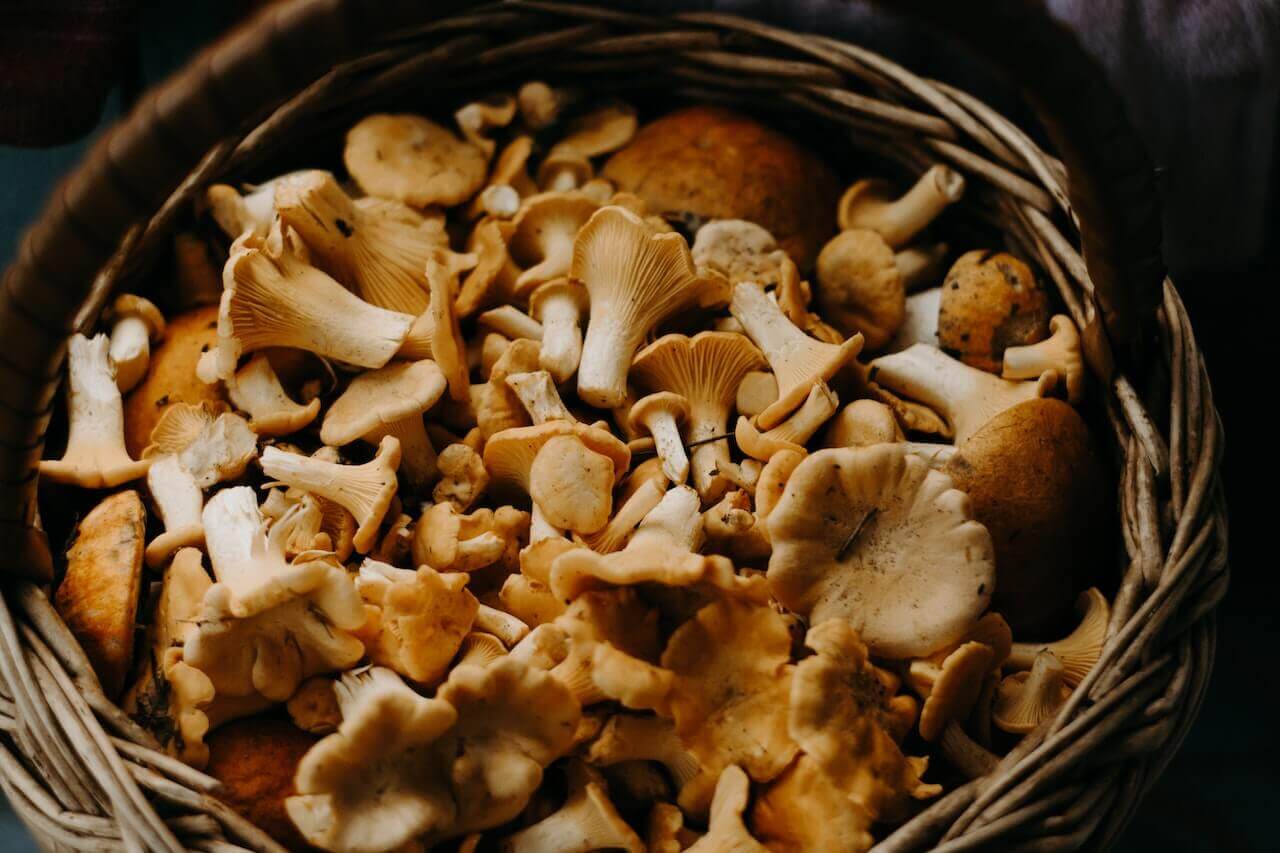 Comment Conserver Les Champignons Plus Longtemps