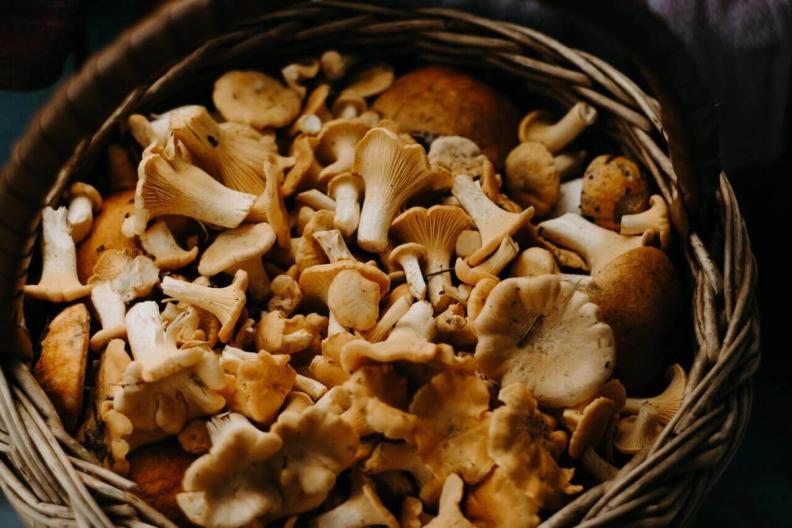 Comment conserver les champignons plus longtemps ?