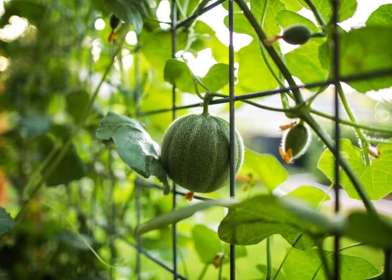 Que faire avec des melons trop mûrs ?