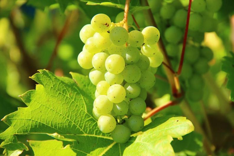 Consejos para aprovechar las uvas que sobraron en Nochevieja y combatir el desperdicio