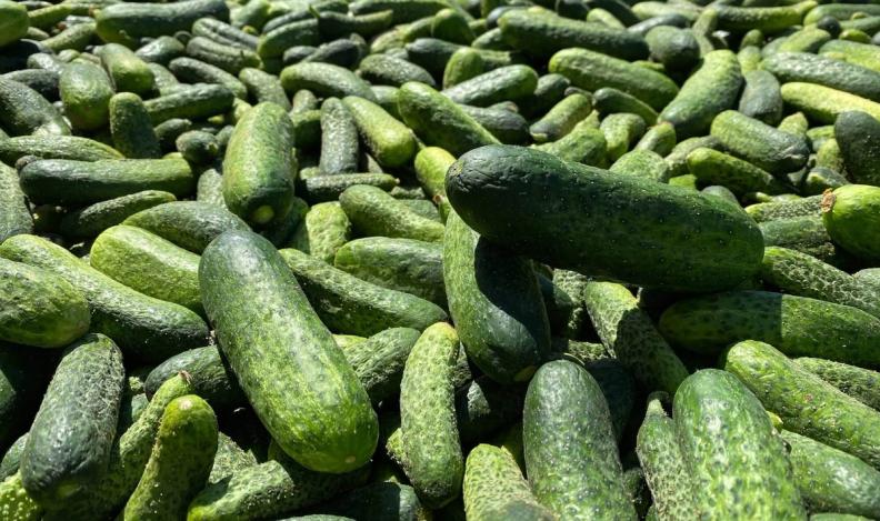 Reitzel et Too Good To Go s'allient pour sauver des concombres