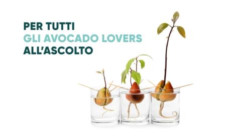 COME COLTIVARE L'AVOCADO IN CASA