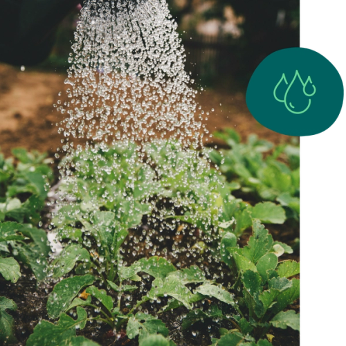 a person is watering plants in a garden