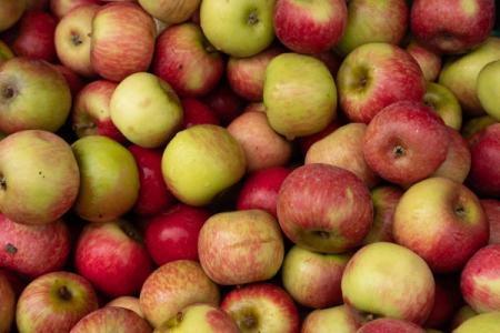Pommes : qu’en faire à chaque étape de leur cycle de vie
