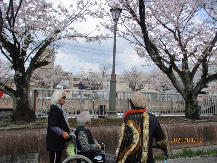 きれいやね。また来年も見に行こうね。