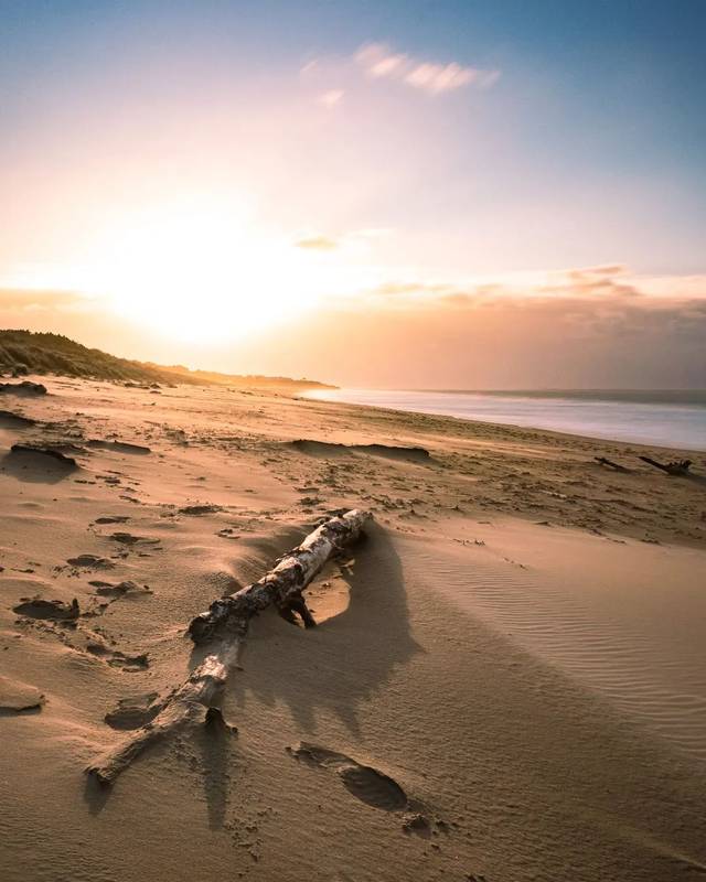 Tronc échoué sur une plage au lever ou au coucher du soleil