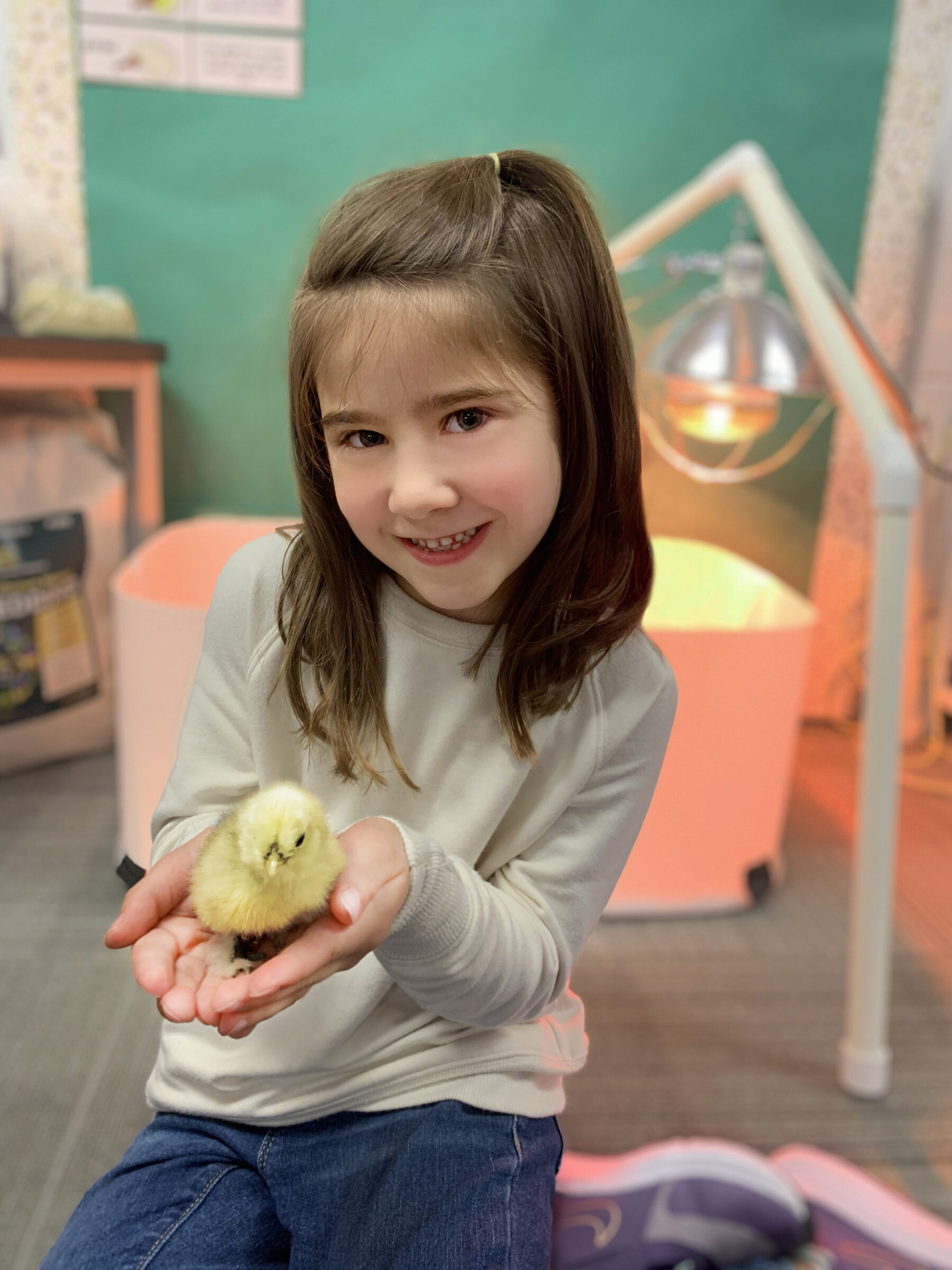 A young girl cupping a newly hatched yellow chick in both hands beside the classroom brooder.
