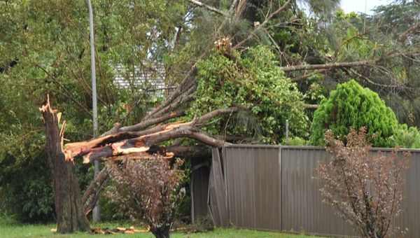 Fencing, Tree, and Adverse Possession Disputes: A Guide for Victorian Property Owners
