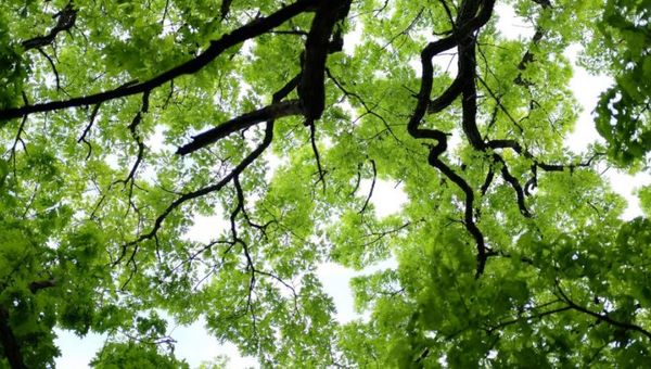 Are trees damaging your property?