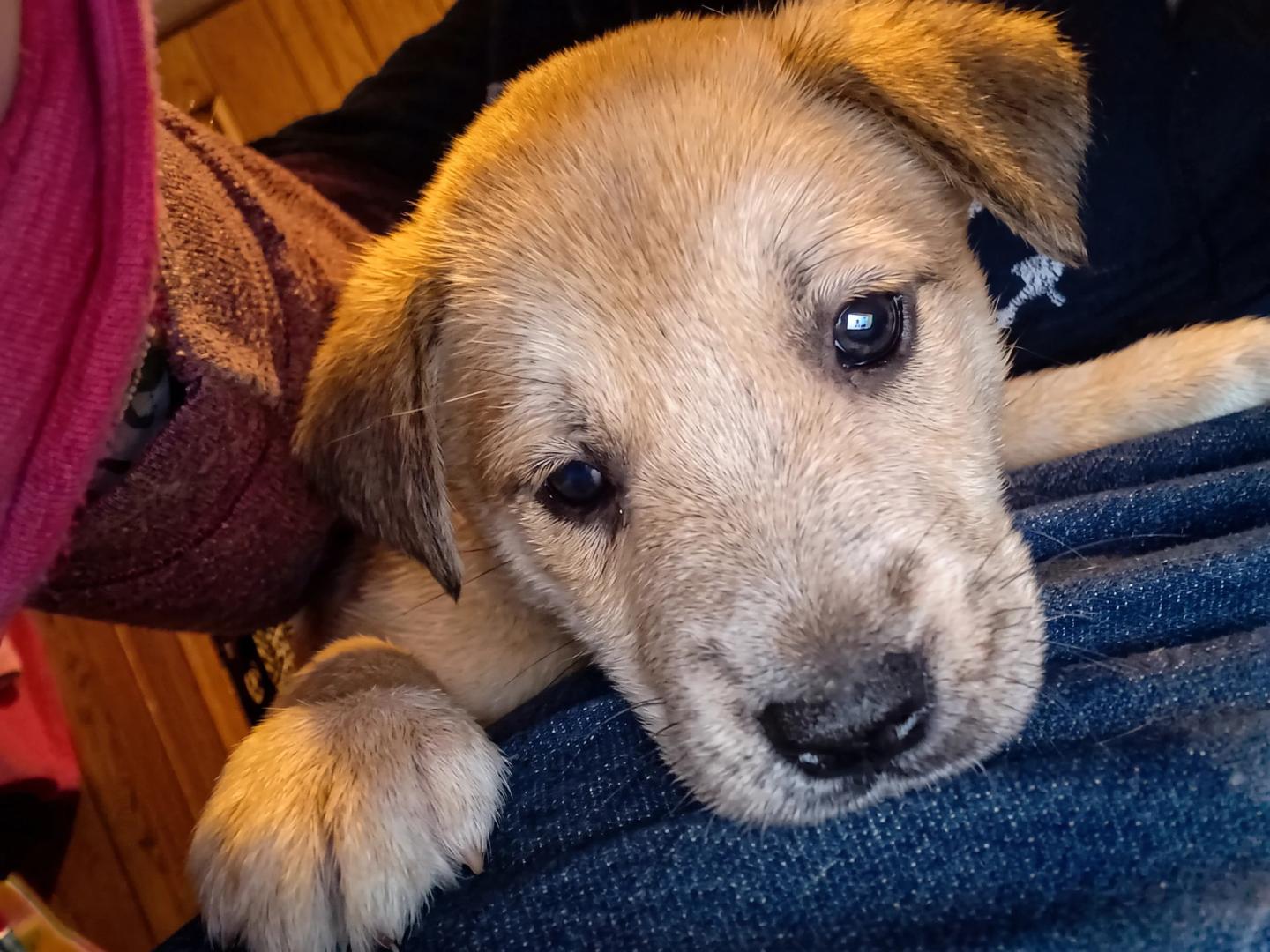 Young tan puppy resting on a visitor's lap during an animal communication visit