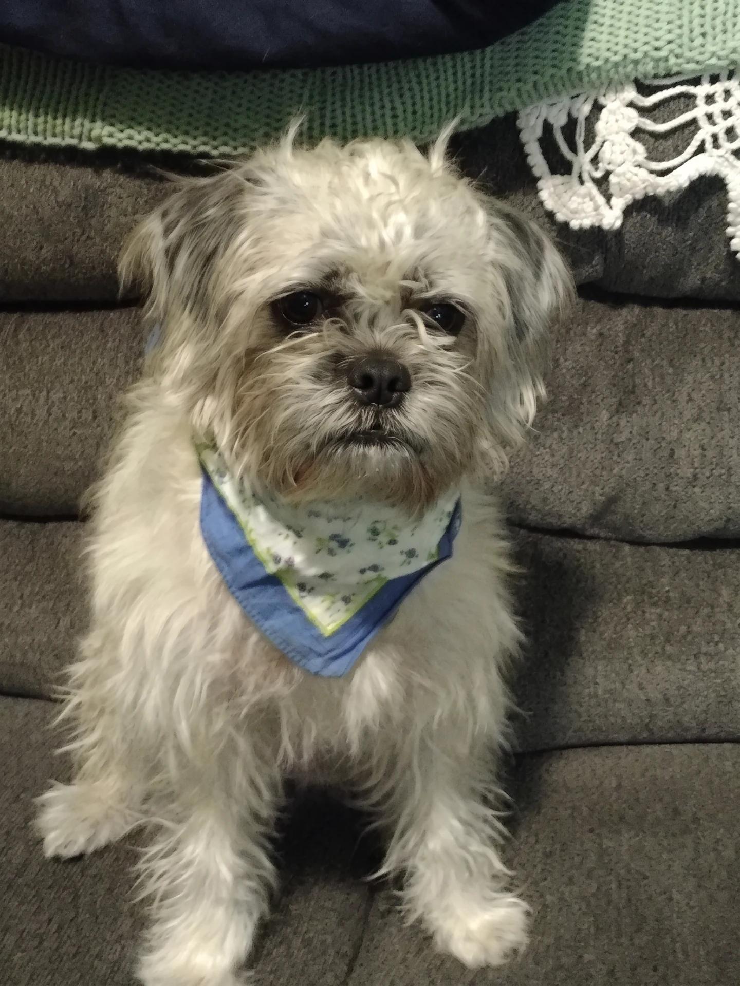 Small white dog wearing blue bandanas during an animal communication reading
