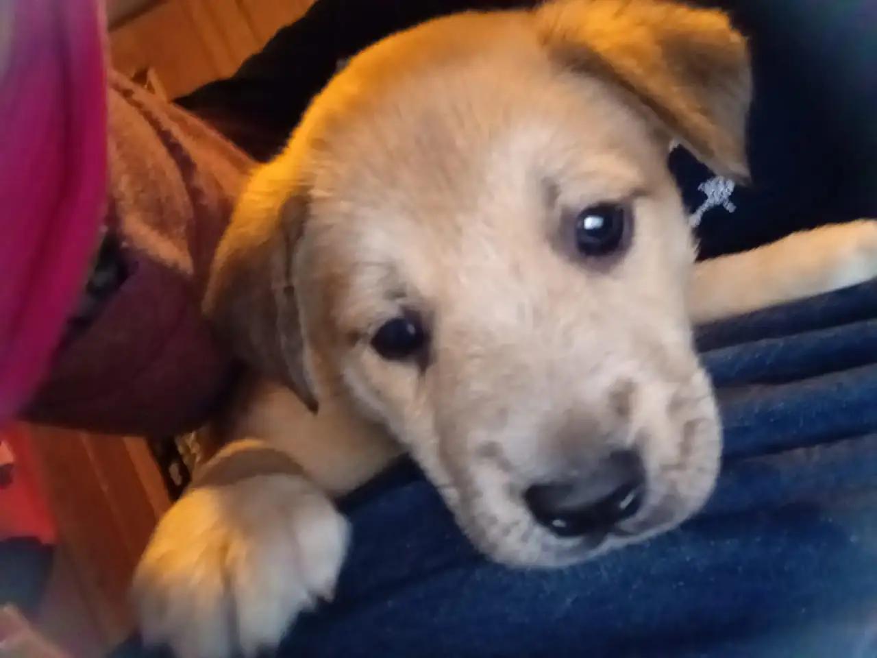 Yellow Labrador puppy resting its head on a blanket