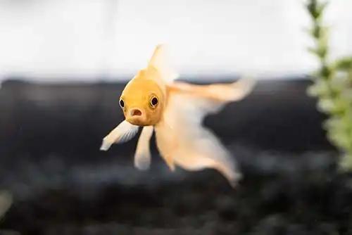 Childfish Gambino | Owner: name.com