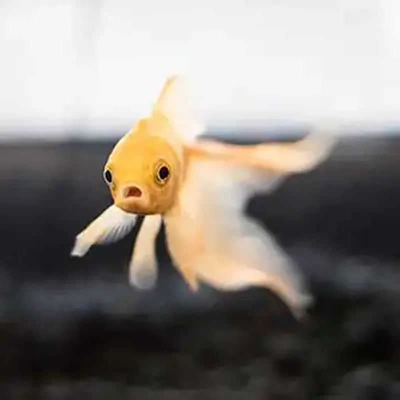 Childfish Gambino | Owner: name.com Childfish Gambino | Owner: name.com
