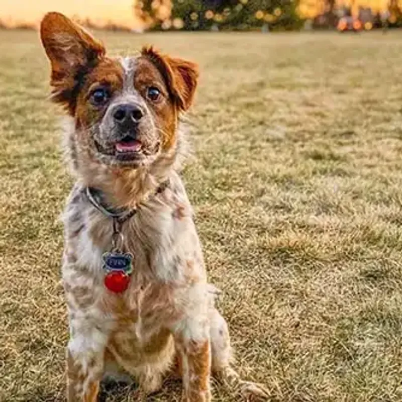 Finn | Owner: Makenzi Finn | Owner: Makenzi