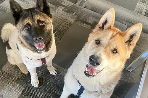 Baloo and Mona | Owner: Ben
