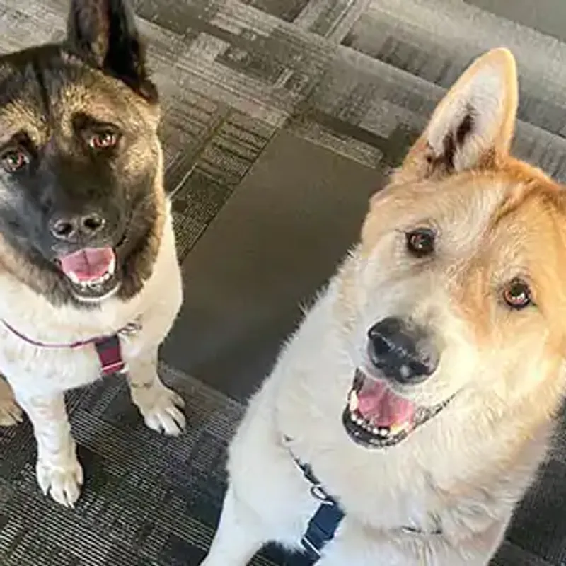 Baloo and Mona | Owner: Ben Baloo and Mona | Owner: Ben
