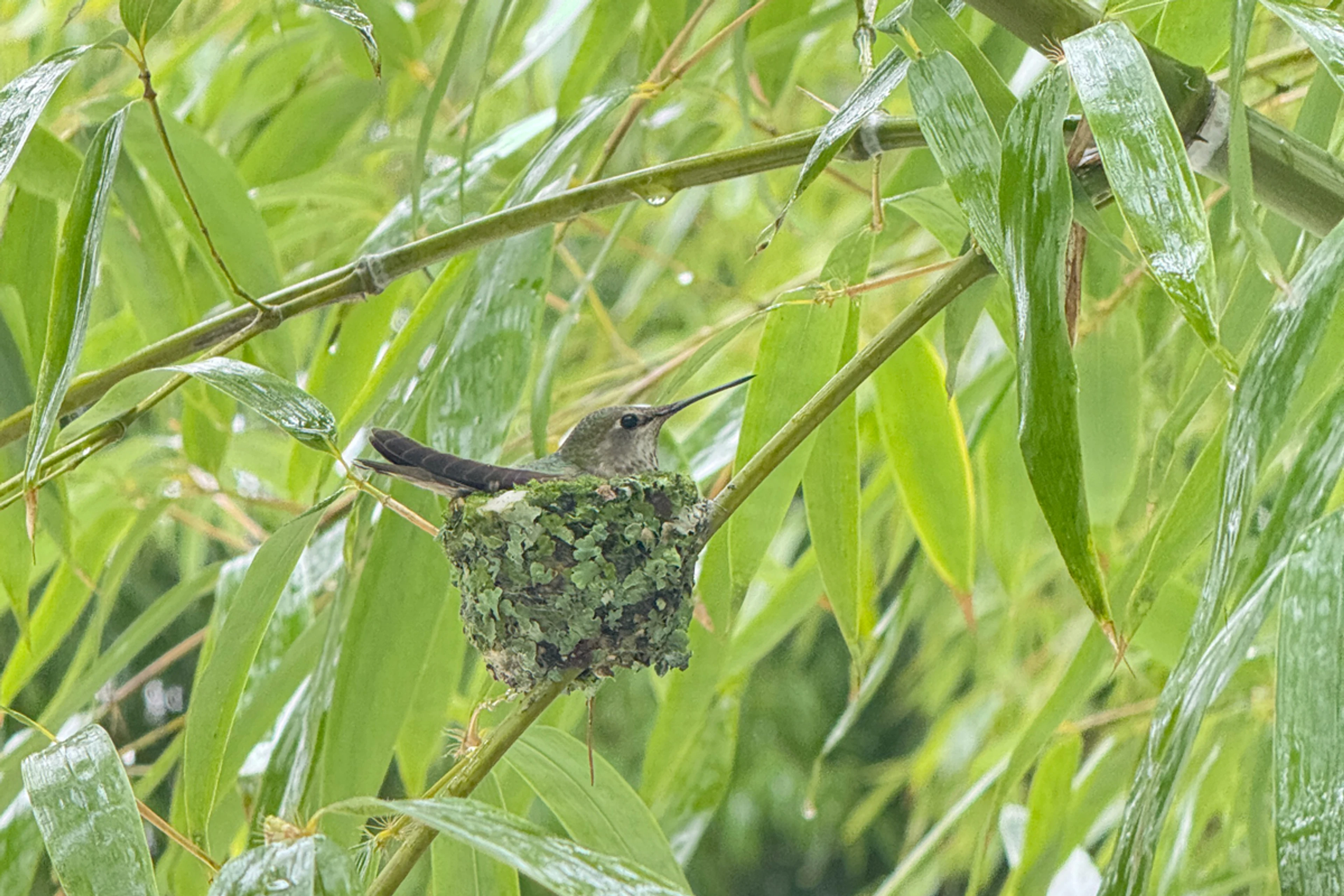 Annas Hummingbird in nest, molo bamboo garden, Vancouver, Canada