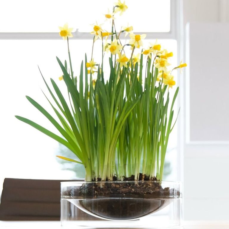 natural world - molo glassware