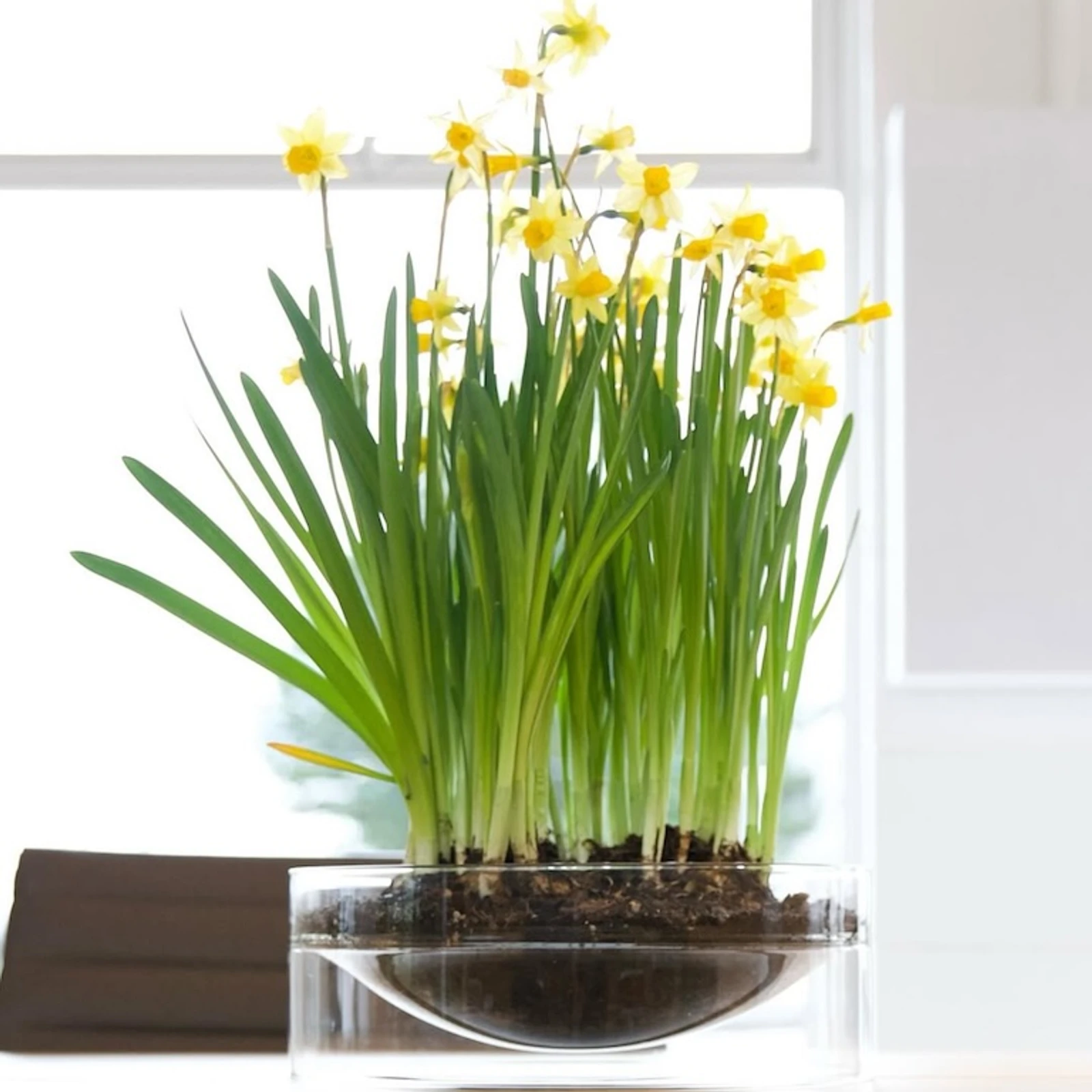 natural world - molo glassware