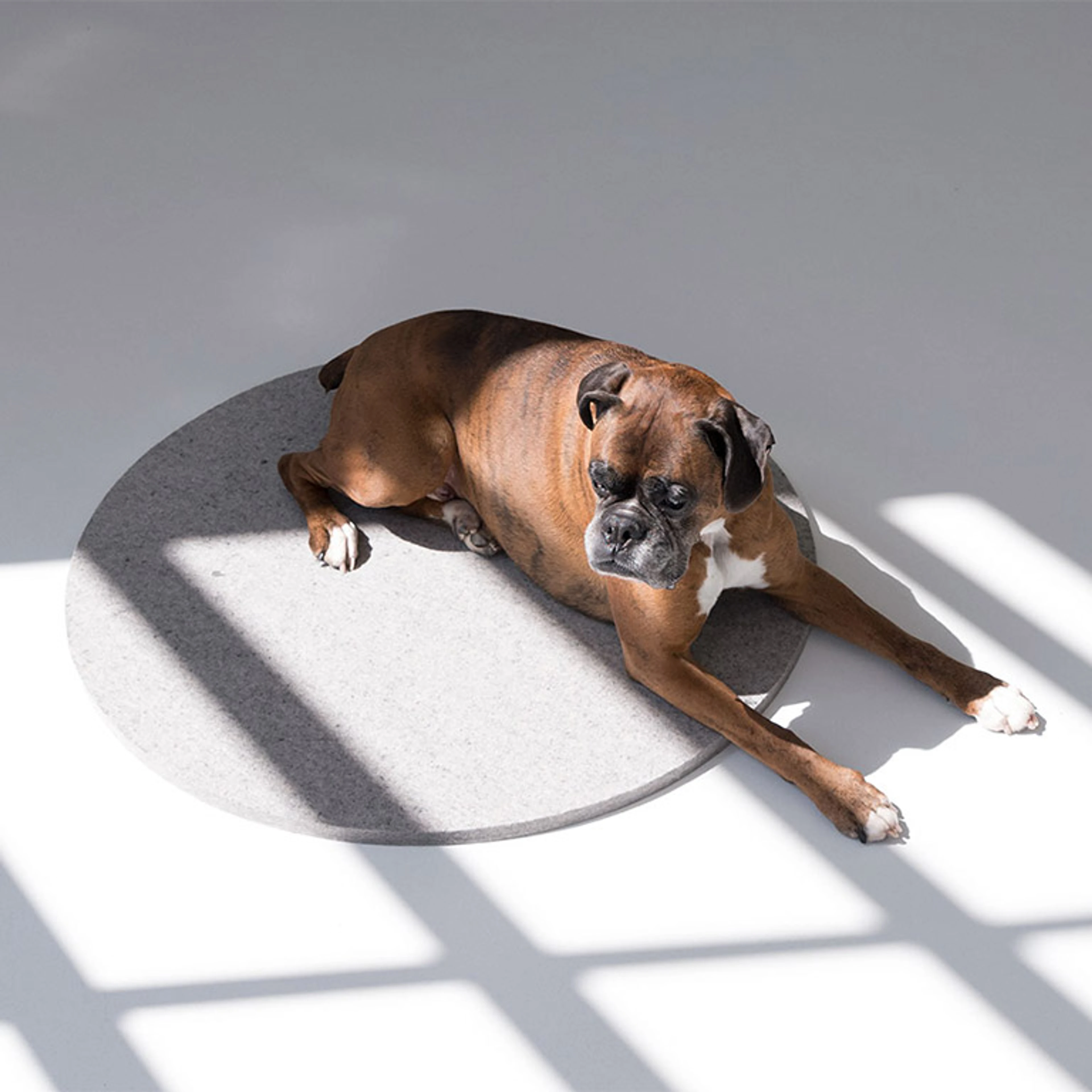 a minimalist dog bed
